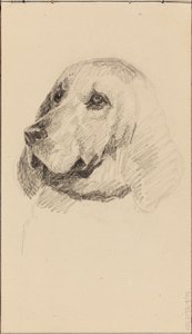 Cabeça de um cão de Maria Wiik