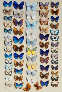 Um prato cheio de sessenta e duas borboletas, em cinco colunas, representando principalmente alguns dos membros maiores dos Lycaendidae, de Marian Ellis Rowan