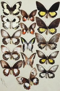 Quinze borboletas rabo de andorinha (família Papilionidae) em três colunas de Marian Ellis Rowan