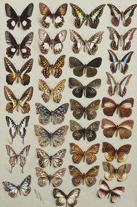 Trinta e três borboletas, em quatro colunas, pertencentes às famílias Papilionidae e Danainae, de Marian Ellis Rowan
