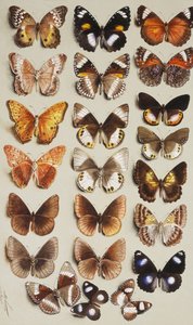 Vinte e duas borboletas em três colunas, todas pertencentes à família Nymphalidae, de Marian Ellis Rowan