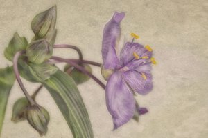 Flor roxa delicada de Marie-anne Stas