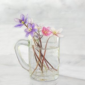 Delicadas flores da primavera de Marie-anne Stas