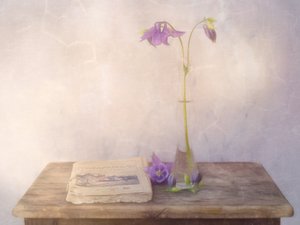 Natureza morta com aquilegias de sonho de Marie-anne Stas