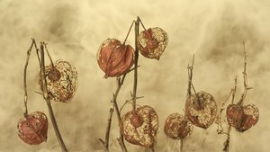 Lanternas de outono secas de Marie-anne Stas