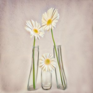 Gerberas brancas elegantes de Marie-anne Stas