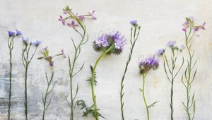 Caules etéreos de flores silvestres de Marie-anne Stas