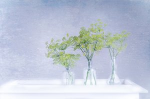 Endro fresco em vasos de vidro de Marie-anne Stas