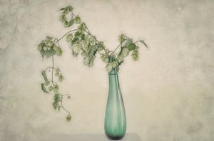Natureza morta com lúpulo verde de Marie-anne Stas