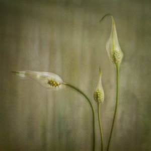  de Marie-anne Stas