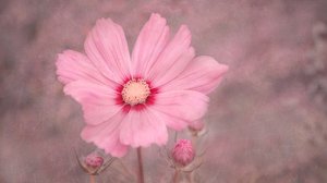 Cosmos Rosa Suave de Marie-anne Stas