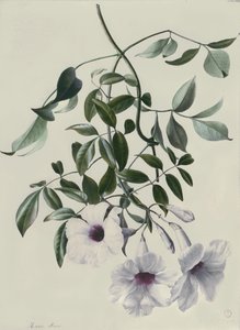 Jasmim de Marie Anne