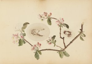 O álbum Madame B de Marie-Blanche-Hennelle Fournier