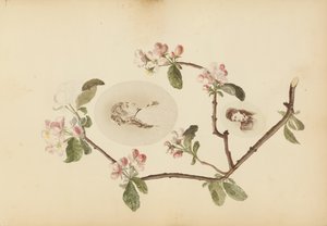 O álbum Madame B, década de 1870.