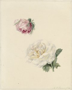 Estudos de uma rosa e uma rosa branca de Marie Louise Praetorius