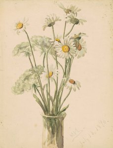 Daisies e Queen Anns Lace em um vaso, 1890 (aguarela e grafite em papel wove) de Marietta Minnegerode Andrews