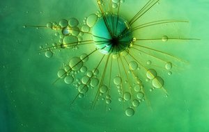 Estrela Explosiva Verde de Marijose Cueli