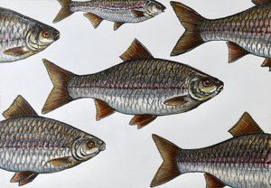 Ilustração de um peixe a nadar