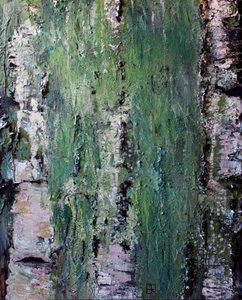 Casca de bétula coberta de musgo verde de Marina Nelson