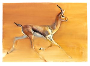 Gazela Árabe, 2010 (óleo sobre papel) de Mark Adlington