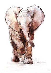 Elefante Bebê, Loisaba, 2018 de Mark Adlington