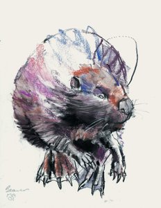 Castor, 2001 (carvão e conte no papel) de Mark Adlington