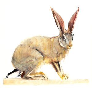 Cape Hare, 2010 (óleo sobre papel) de Mark Adlington