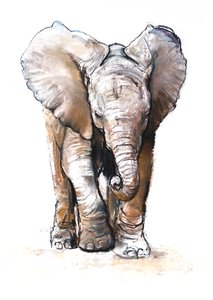 Concentração (elefante bebé), 2018 de Mark Adlington