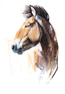 Desert Spirit (Przewalski), 2013, (pastel e carvão sobre papel)