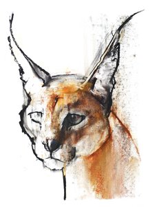 Feline (Caracal Árabe), 2009 (conte und charcoal on paper) de Mark Adlington