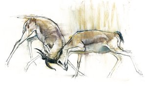 Sand Gazelles, 2009 (conte e carvão no papel) de Mark Adlington
