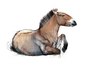 Sentado Przewalski, 2011, (carvão, conté e pastel sobre papel)