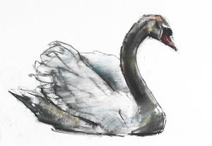 Swan (carvão e conte no papel) de Mark Adlington