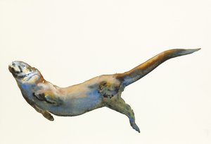 Veludo, 2014, (aguarela sobre papel) de Mark Adlington