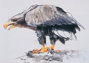 Águia de cauda branca, 2001 (carvão e conte no papel) de Mark Adlington