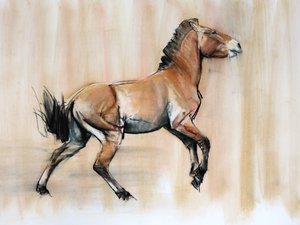 Garanhão Jovem (Przewalski), 2014, (pastel e carvão sobre papel)