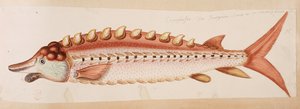 Um peixe. de Mark Catesby