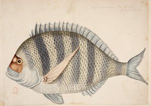 Um peixe. de Mark Catesby