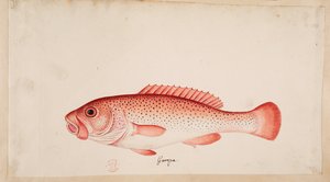 Um peixe. de Mark Catesby