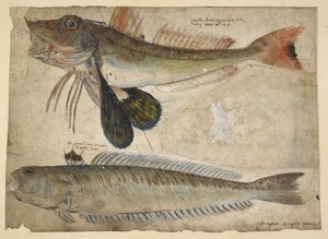 Adicionar. 5267, f.144 Desenhos de dois peixes, de um 