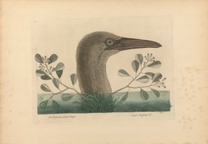 Uma Thymelaea foliis obtusis; Anseri Bassano &c: The Great Booby, Plate 86 from the 