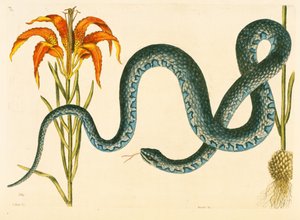 Anguis, a Cobra de Wampum, placa 58, vol. 1 da &39;História Natural da Carolina, Flórida e Bahamas&39; de Mark Catesby