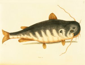 Peixe-gato, placa 23, vol. 1 da &39;História Natural da Carolina, Flórida e Bahamas&39; de Mark Catesby