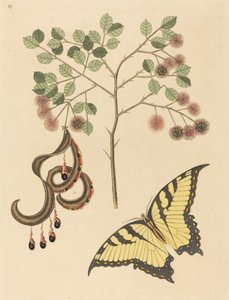 Garra de gato (Mimosa circinalis) de Mark Catesby