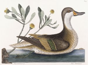 Crisântemo & c de Mark Catesby
