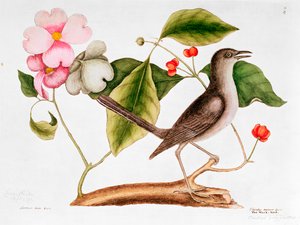 Dogwood: Cornus florida e Mocking Bird da História Natural da Carolina (1730-48)