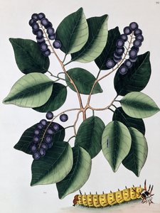 Ameixa de pombo e uma grande lagarta com chifres, 1771