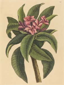 Red Frangipanni Plumeria rubra, publicado em 1731-1743. de Mark Catesby