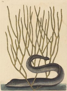 O Muray Preto (variedade Muraena helenae) de Mark Catesby