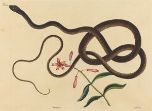 A Cobra-chicote (Coluber flagellum) de Mark Catesby
